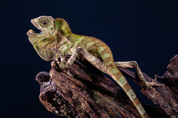 chameleon forest dragon, chameleon anglehead lizard