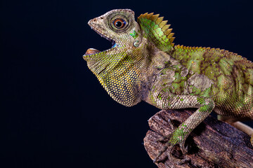 chameleon forest dragon, chameleon anglehead lizard (Gonocephalus chamaeleontinus)