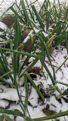 Snowy Onions thriving in the Winter Garden, a beautiful contrast in the landscape