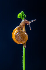 Amphicyclotulus amethystinus is a species of tropical land snail with a gill and an operculum © lessysebastian