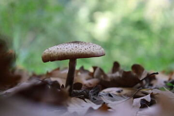 mushroom in the forest