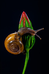 Amphicyclotulus amethystinus is a species of tropical land snail with a gill and an operculum © lessysebastian