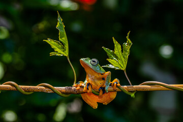 Rhacophorus reinwardtii is a species of frog in the family Rhacophoridae. It is variously known...