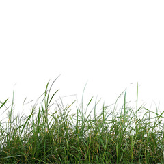Fototapeta premium Vibrant Green Grass Texture Background