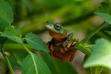 Rhacophorus reinwardtii is a species of frog in the family Rhacophoridae. It is variously known under the common names of black-webbed treefrog, green flying frog, Reinwardt's flying frog, or Reinward