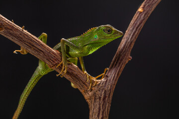 giant forest dragon, great anglehead lizard