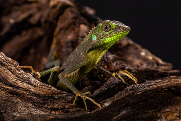Fototapeta premium giant forest dragon, great anglehead lizard