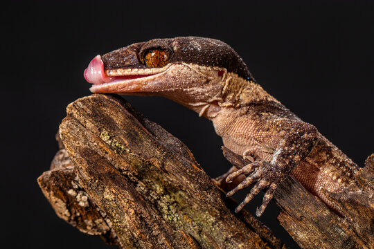 The Darmandville bow-fingered gecko (Cyrtodactylus darmandvillei) is a species of lizard in the family Gekkonidae. The species is endemic to Indonesia