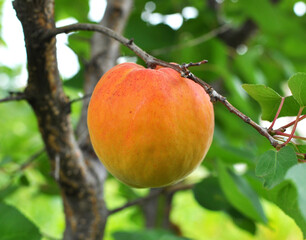 Apricots are ripening on a tree branch