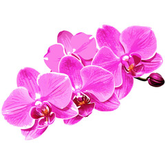 Close-up of delicate orchid vector illustration (1)