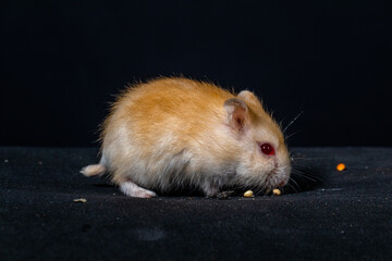 Hamsters are rodents (order Rodentia) belonging to the subfamily Cricetinae