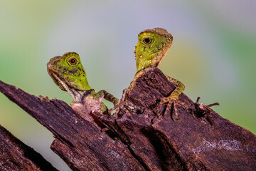 giant forest dragon, great anglehead lizard (Gonocephalus grandis)