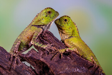 giant forest dragon, great anglehead lizard (Gonocephalus grandis)