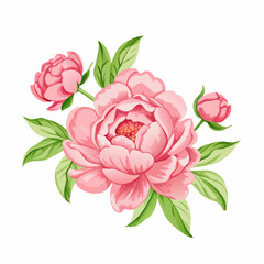 Hand drawn pink peony flower vector illustration (1)