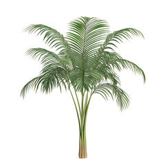 Obraz premium Majestic Palm Tree: A Tropical Delight