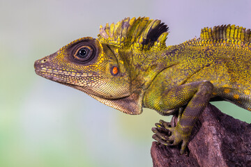 giant forest dragon, great anglehead lizard (Gonocephalus grandis)
