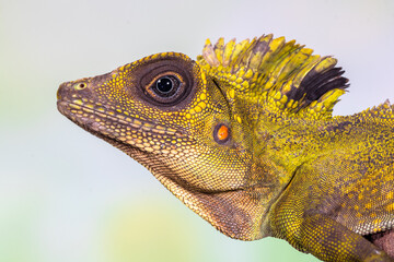 giant forest dragon, great anglehead lizard (Gonocephalus grandis)