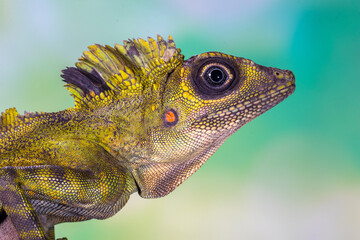 giant forest dragon, great anglehead lizard (Gonocephalus grandis)