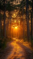 Obraz premium Golden Hour Forest Path Serene Sunset Landscape