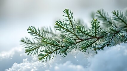 Obraz premium Delicate Emerald Green Fir Sprig on Pristine Winter Snow, Close-up of Frosty Evergreen Branch Against Transparent Background, Perfect for Holiday or Winter Designs