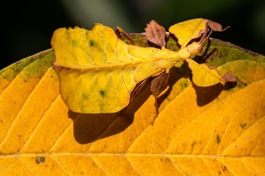 Phyllium is a genus of stick insects belonging to the Phylliidae (leaf insects)