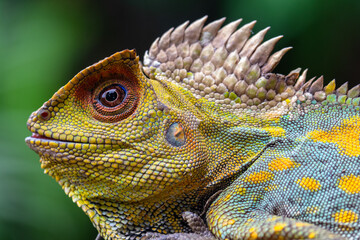 Gonocephalus chamaeleontinus, the chameleon forest dragon or chameleon anglehead lizard, is a species of agamid lizard from Indonesia and Malaysia © lessysebastian