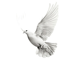 Fototapeta premium White Dove in Flight: A Symbol of Peace and Hope