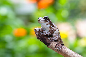 The Mission golden-eyed tree frog or Amazon milk frog (Trachycephalus resinifictrix) is a large species of arboreal frog native to the Amazon Rainforest in South America