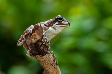 The Mission golden-eyed tree frog or Amazon milk frog (Trachycephalus resinifictrix) is a large species of arboreal frog native to the Amazon Rainforest in South America