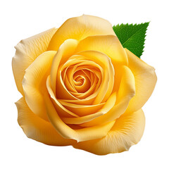 Rose png on transparent background 