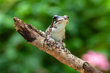 The Mission golden-eyed tree frog or Amazon milk frog (Trachycephalus resinifictrix) is a large species of arboreal frog native to the Amazon Rainforest in South America