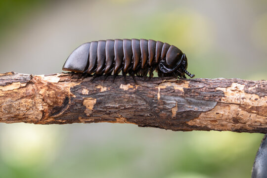Sphaerotheriida is an order of millipedes in the infraclass Pentazonia, sometimes known as giant pill millipedes