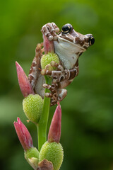 The Mission golden-eyed tree frog or Amazon milk frog (Trachycephalus resinifictrix) is a large species of arboreal frog native to the Amazon Rainforest in South America
