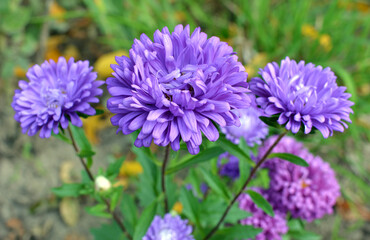 Obraz premium Garden asters grow in flower beds