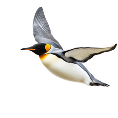 Fototapeta premium Majestic King Penguin in Flight: A Stunning Wildlife Capture