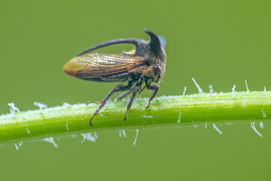 Centrotus cornutus (thorn-hopper) is a species of "treehoppers" belonging to the family Membracidae