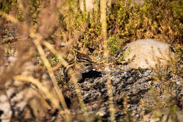 Siberian Chipmunk in Banff National Park