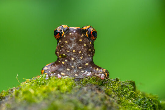 Pulchrana picturata, also known as the spotted stream frog, is a species of frog in the family Ranidae