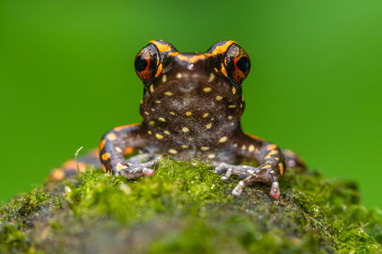 Pulchrana picturata, also known as the spotted stream frog, is a species of frog in the family Ranidae