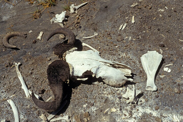 Gnou, tête, Connochaetes taurinus, Tanzanie