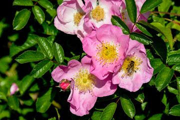 Obraz premium Rose, variete Max Graf, abeille