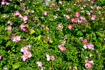 Rose, variete Max Graf, abeille