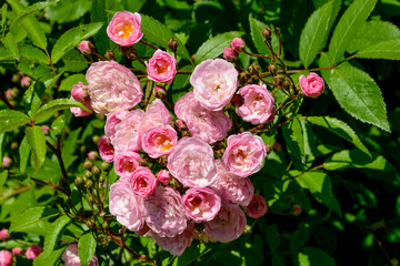 Rose , variete Heavenly Pink