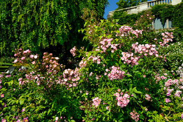 Rose , variete Heavenly Pink, Jardin, Roseraie, La Bonne Maison, Label jardin remarquable, 69, La Mulatière