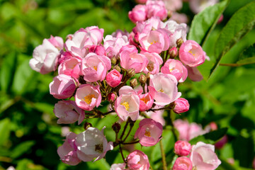 Rose, variete Menja