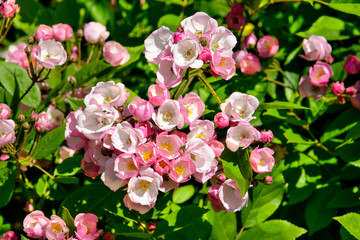 Obraz premium Rose, variete Menja