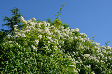 Rose, variete Fontanières