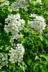 Rose, variete Fontanières