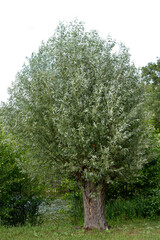 Saule blanc, salix alba, Marais de Misery, Marais des Basses valllées de l'Essonne et de la Juine,...