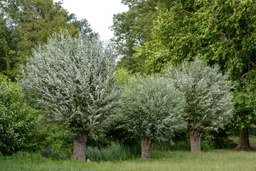 Saule blanc, salix alba, Marais de Misery, Marais des Basses valllées de l'Essonne et de la Juine,...